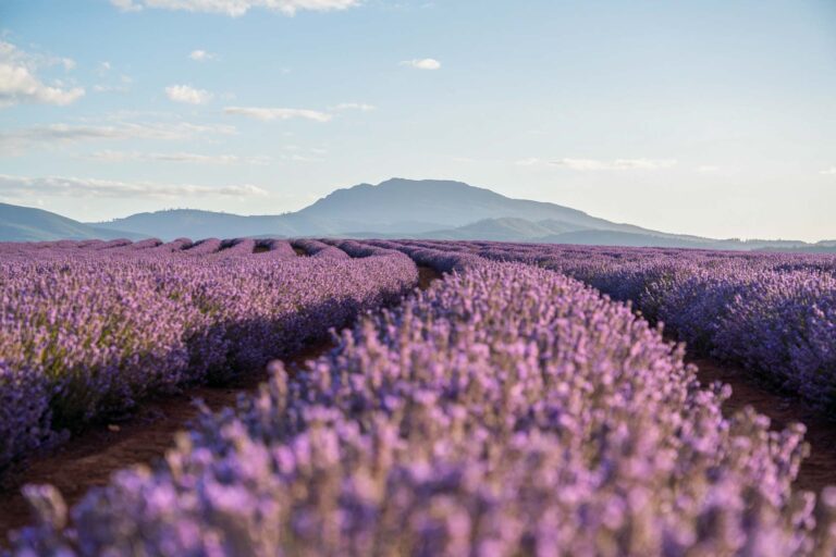 The Best Lavender Farms in Tasmania